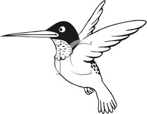 White Hummingbird Logo - Clip Art Black And White Hummingbird Clipart