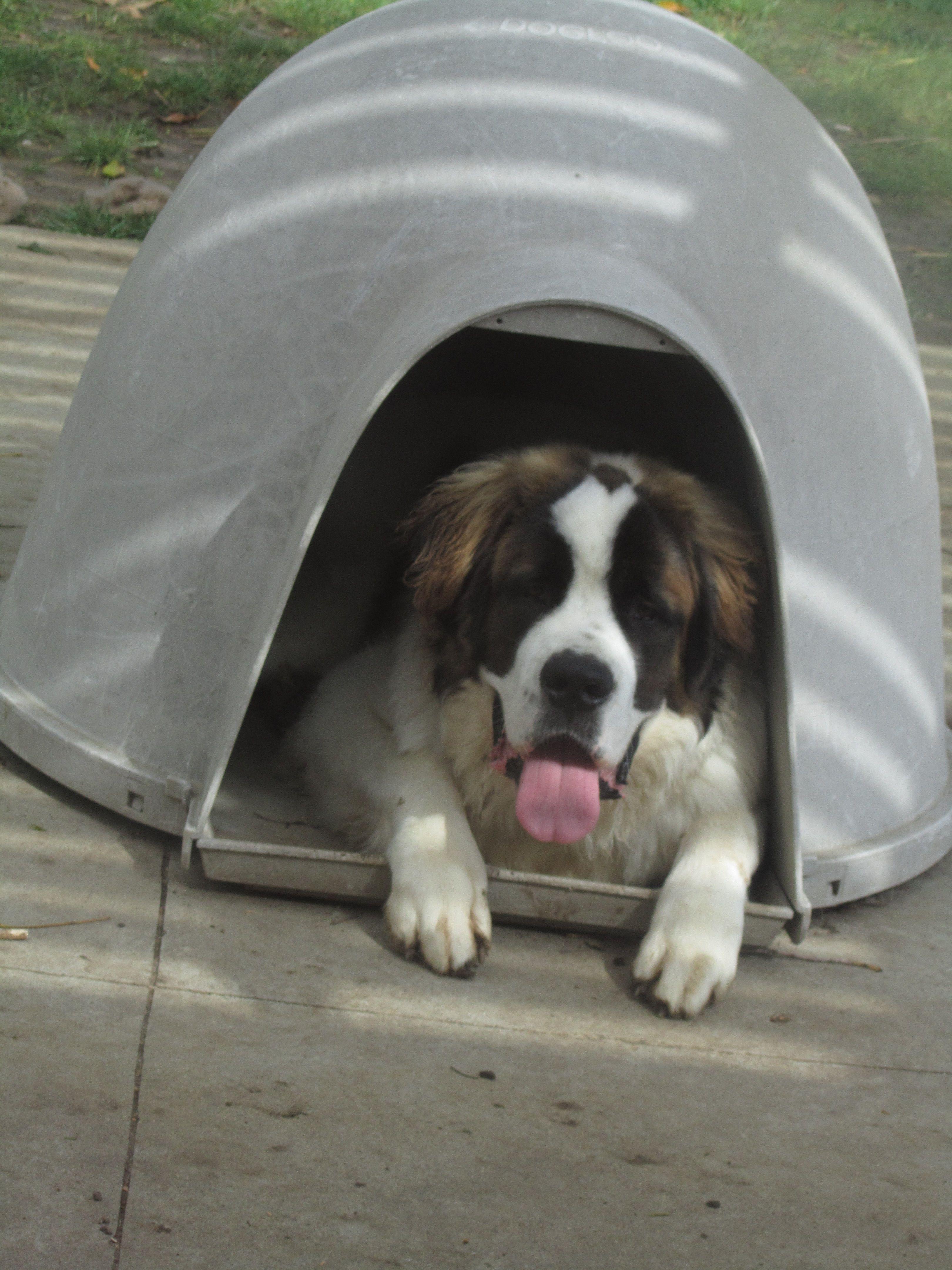 Igloo Dogs Logo - Teddy when he was small enough to fit in the dog igloo! | Pets ...