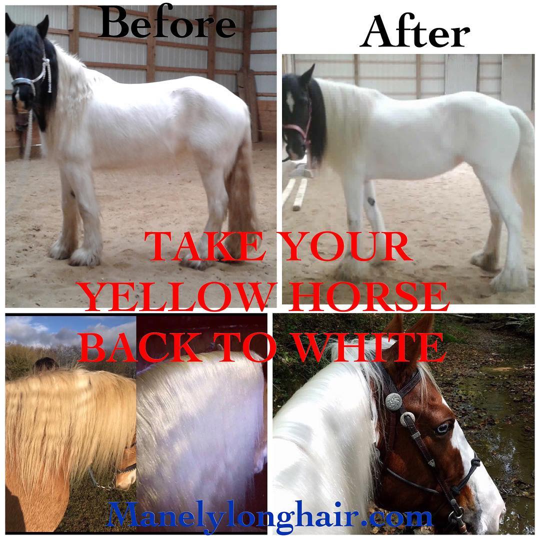 Red and Yellow Horse Logo - TAKE YOUR YELLOW HORSE BACK TO WHITE - Mane-ly Long Hair