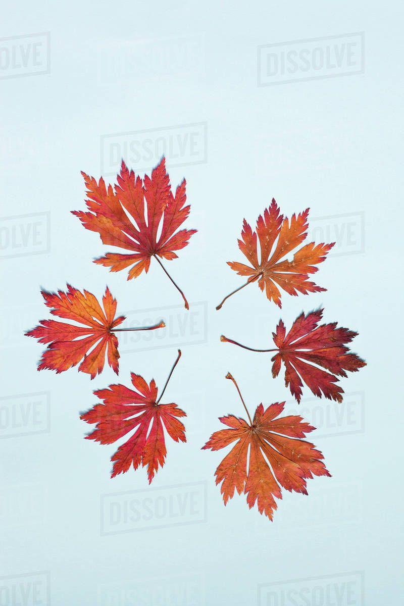 Red Leaf in Circle Logo - Red Leaves Placed In A Circle On A Light Blue Background ...