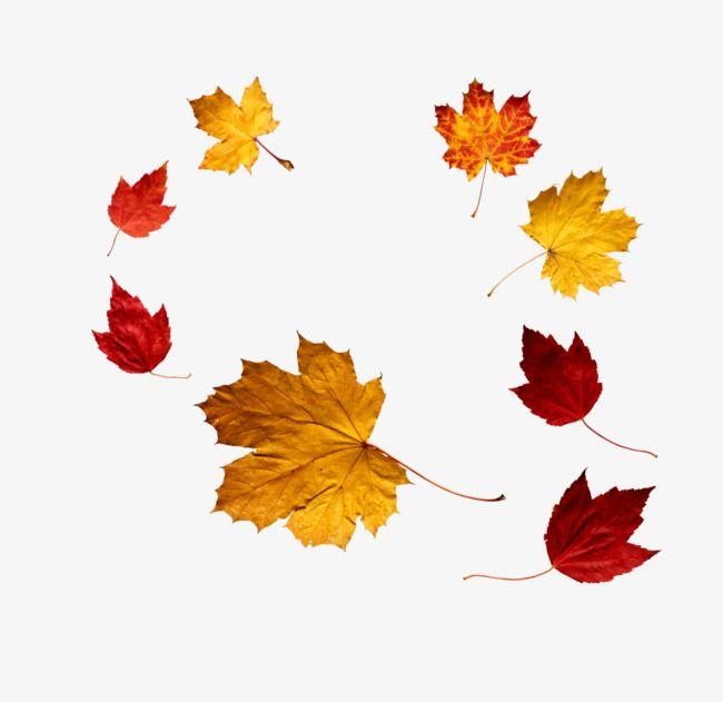 Red Leaf in Circle Logo - Surrounded By A Circle Of Maple Leaf, Yellow, Red, Leaf PNG and PSD ...