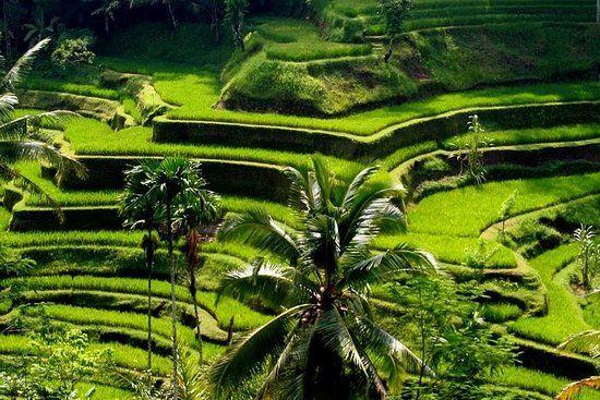 Bali Cultural Association Logo - THE 10 BEST Things to Do in Bali - 2019 (with Photos) | TripAdvisor ...