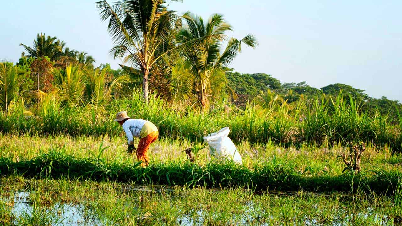 Bali Cultural Association Logo - Bali farmers on the beautiful rice paddies