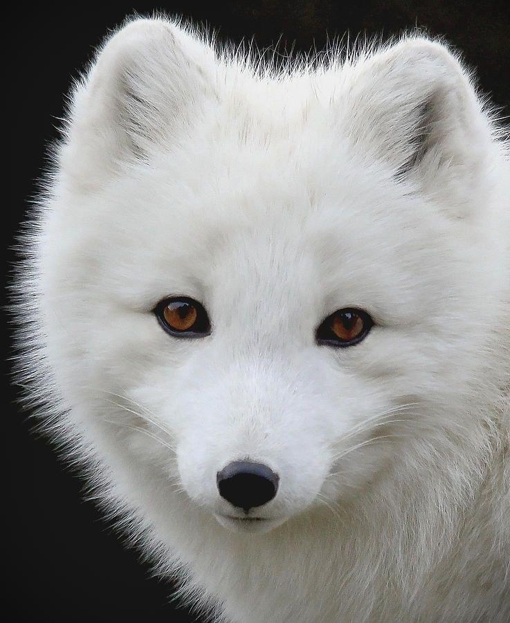 White Fox Head Logo - Arctic Fox Portrait II Photograph