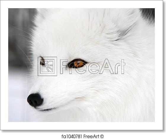 White Fox Head Logo - Free art print of Arctic Fox. Close-up picture of an Arctic Fox ...