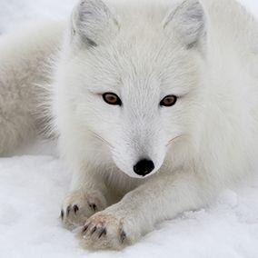 White Fox Head Logo - Arctic fox. San Diego Zoo Kids
