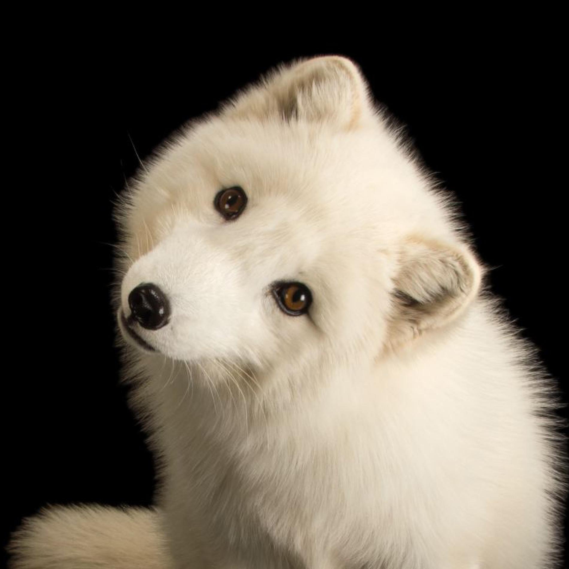 White Fox Head Logo - Arctic Fox | National Geographic