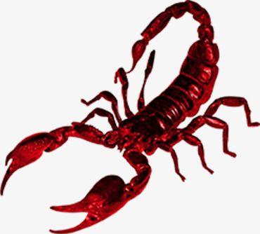 Scorpion Red Circle Logo - Red Scorpion, Poison, Pests, Scorpion Herbs PNG Image and Clipart ...