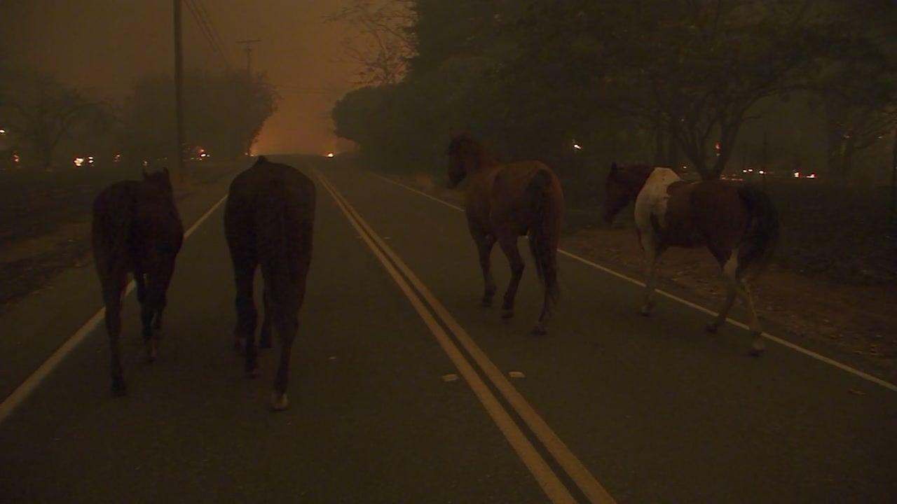 Paradise Horses Logo - VIDEO: Horses flee Camp Fire in Butte County town of Paradise ...