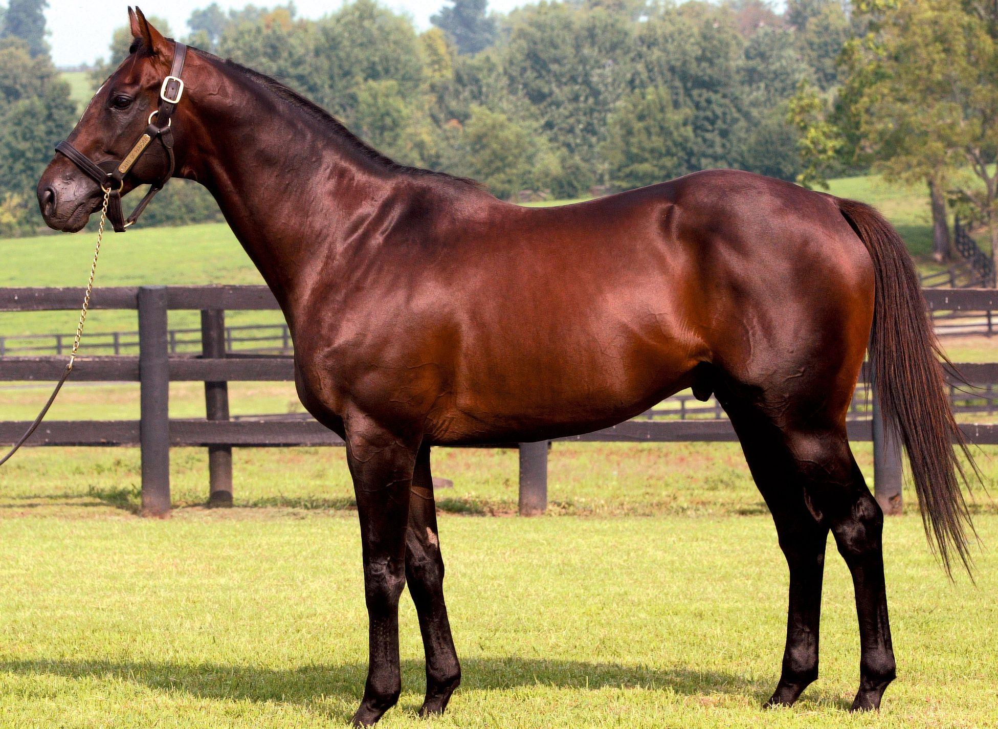 Paradise Horses Logo - TASTE OF PARADISE – Crestwood Farm