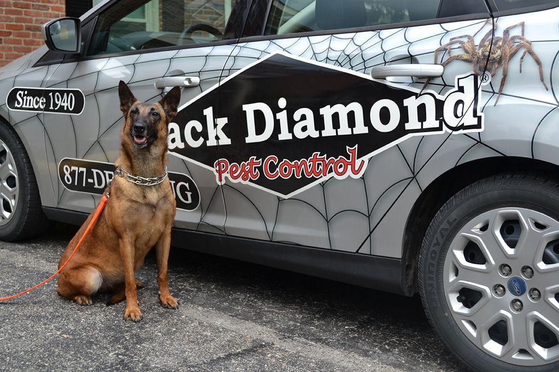 Black Diamond Pest Control Logo - Black Diamond -- Bed Bug FAQ