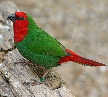 Red and Green a Red Bird Logo - green bird red rump? eBay Community