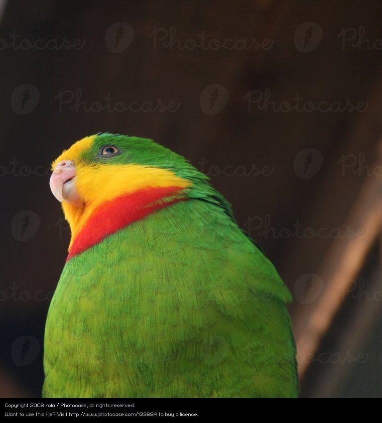 Red and Green a Red Bird Logo - Beautiful Green Red Yellow - a Royalty Free Stock Photo from Photocase