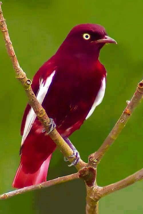 Red and Green a Red Bird Logo - What a beautiful red bird | Birds | Beautiful birds, Birds, Pretty birds