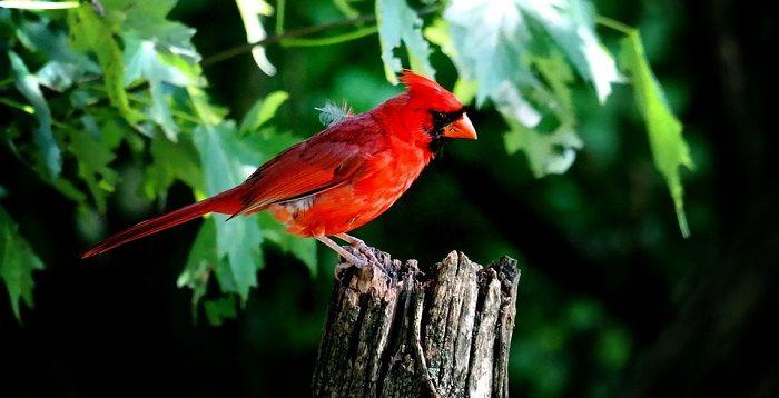 Red and Green a Red Bird Logo - Red Bird, Cardinal – Spirit Animal, Totem, Symbolism and Meaning