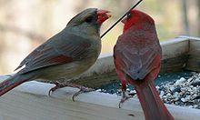 Red and Green a Red Bird Logo - Northern cardinal