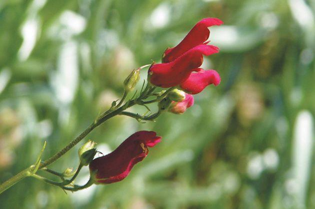 Red and Green a Red Bird Logo - Plant Red Birds in a Tree for flocks of brilliant scarlet flowers