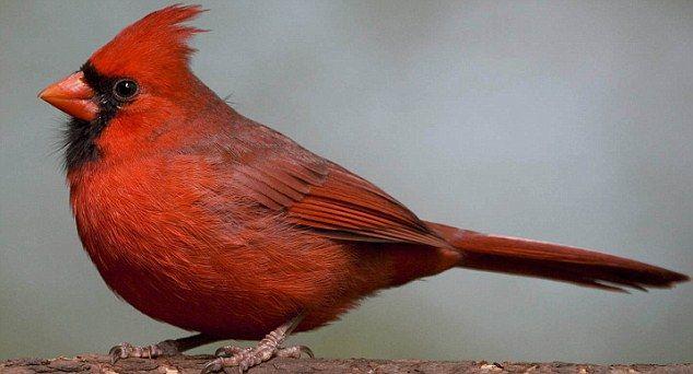 Red and Green a Red Bird Logo - Red colouring on feathers and beaks could indicate birds are in tip ...