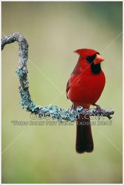 Red and Green a Red Bird Logo - Red Cardinal Bird on a Tree Branch