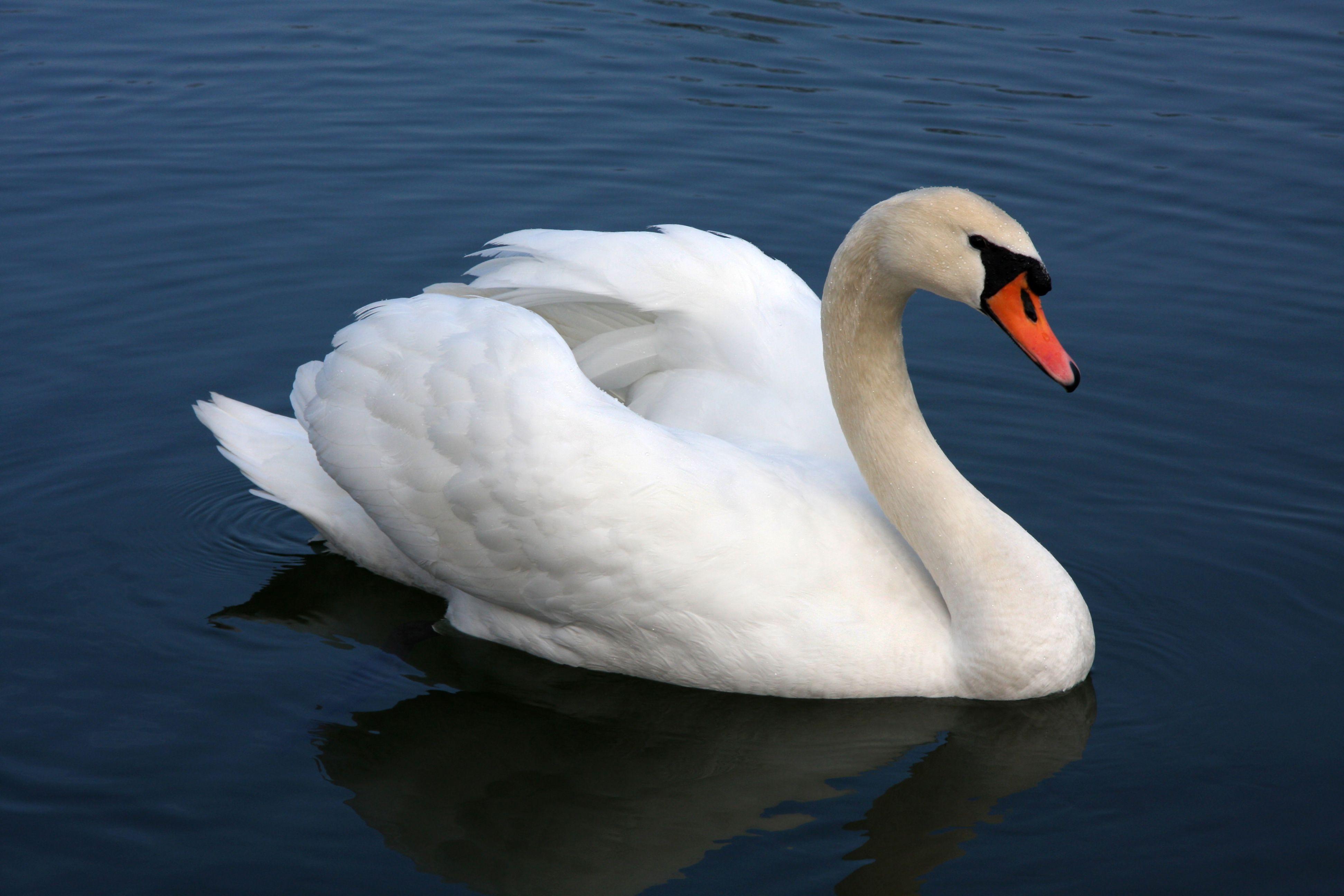 White with Red Swan in Circle Logo - Mute swan