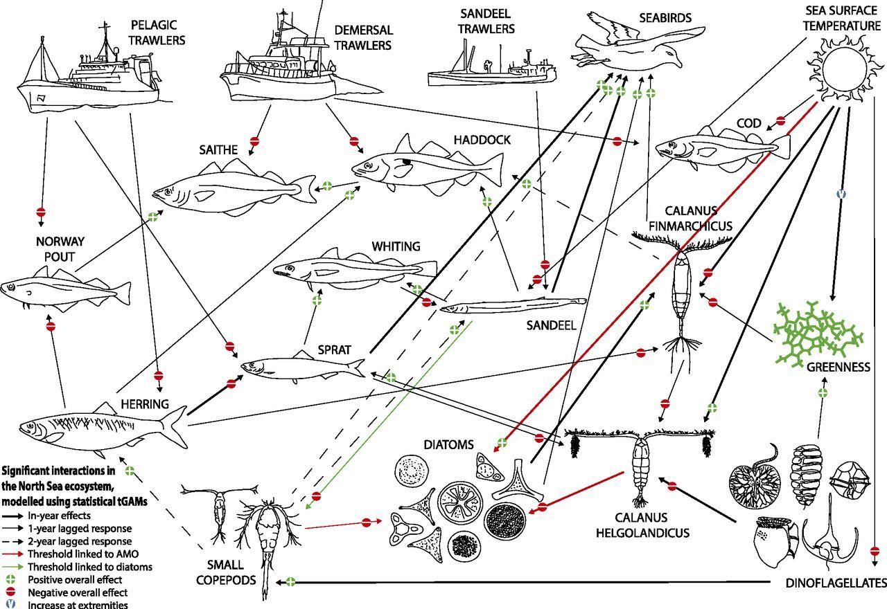 Food Chain Red Green White Lines Logo - Interaction between top-down and bottom-up control in marine food ...