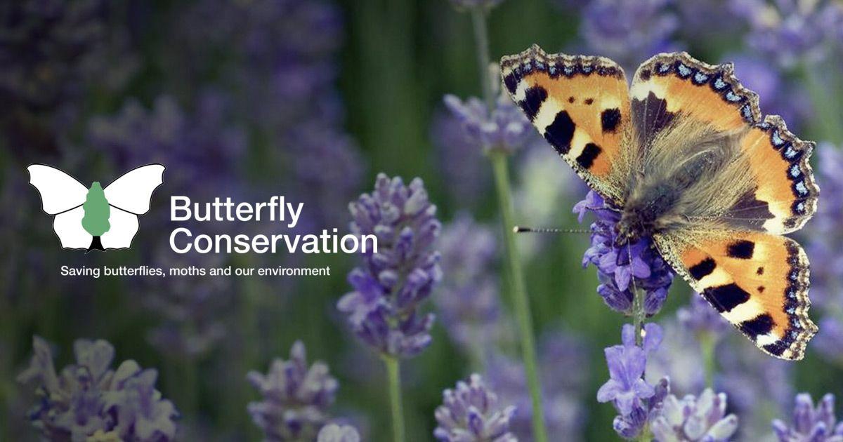 Magazine Butterfly Logo - Home page | Butterfly Conservation