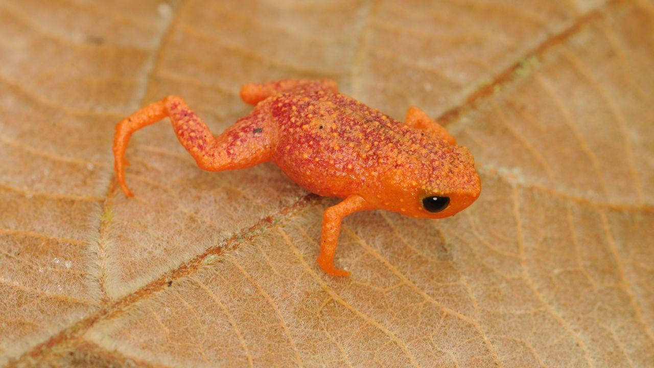 Tiny Orange Leaf Logo - These tiny frogs can't hear their own mating songs