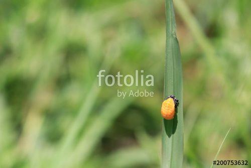 Tiny Orange Leaf Logo - Close up tiny orange insect on grass leaf and green background