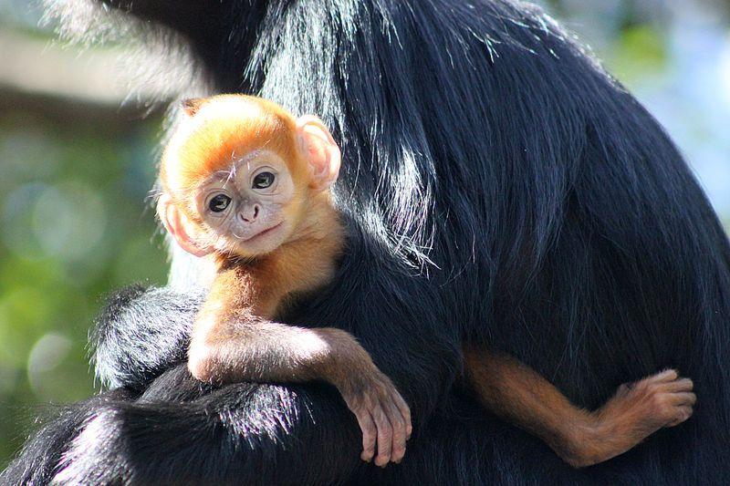 Tiny Orange Leaf Logo - Bright Orange Leaf Monkey Born at Taronga - ZooBorns
