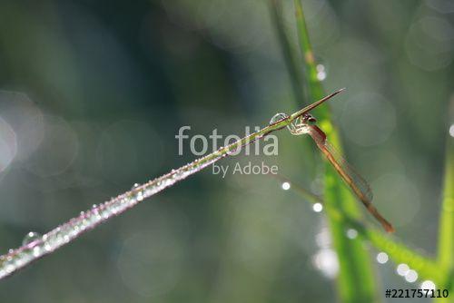 Tiny Orange Leaf Logo - Close up tiny orange dragonfly on grass leaf 