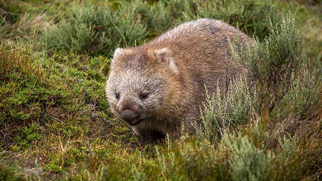 Wombats Sports Logo - Bum-biting wombat mating habits could hold key to survival