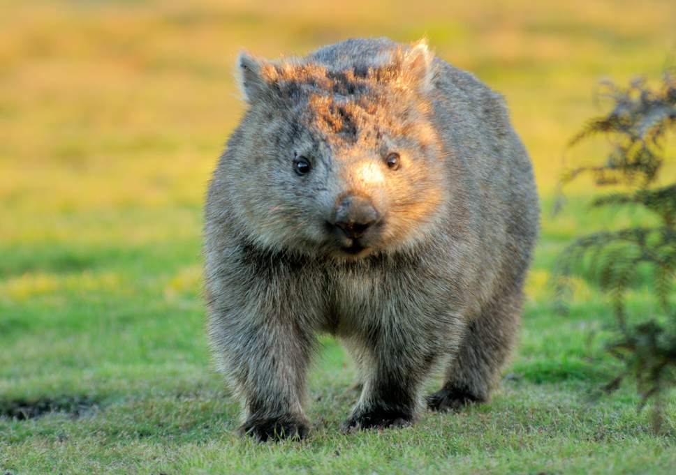 Wombats Sports Logo - Stop taking selfies with wombats, tourists on remote Australian ...