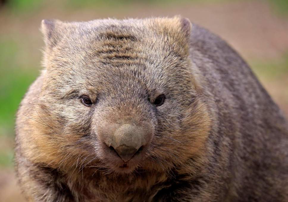 Wombats Sports Logo - Scientists solve mystery of how wombats produce cubed poo | The ...