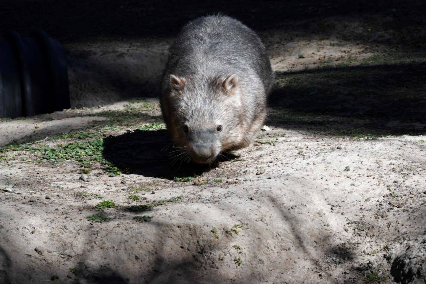 Wombats Sports Logo - Bum-biting wombat's mating habits could hold key to survival | The ...