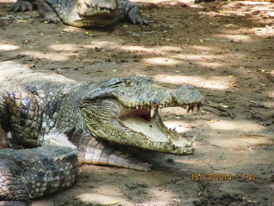 Smiling Crocodile Logo - A smiling crocodile - Picture of Guindy Snake Park, Chennai ...
