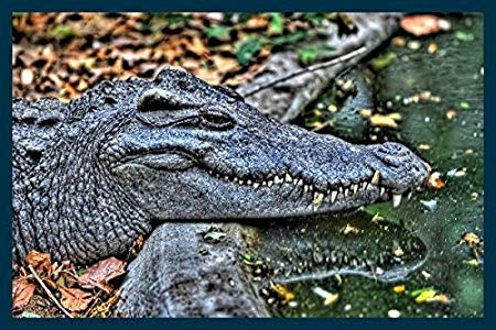 Smiling Crocodile Logo - Smiling Crocodile by Hady Khan Dani, Wooden Frame Blue, 179 x 120cm ...