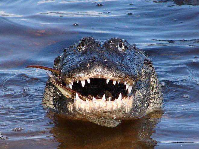 Smiling Crocodile Logo - Alligators vs. Crocodiles: Photos Reveal Who's Who