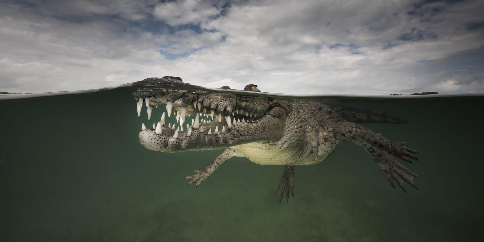Smiling Crocodile Logo - This Photographer Risked Death To Snap A Smiling Crocodile