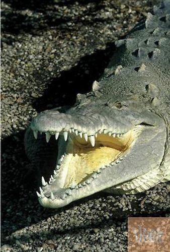 Smiling Crocodile Logo - Smiling crocodile | Mother-Daughter Press