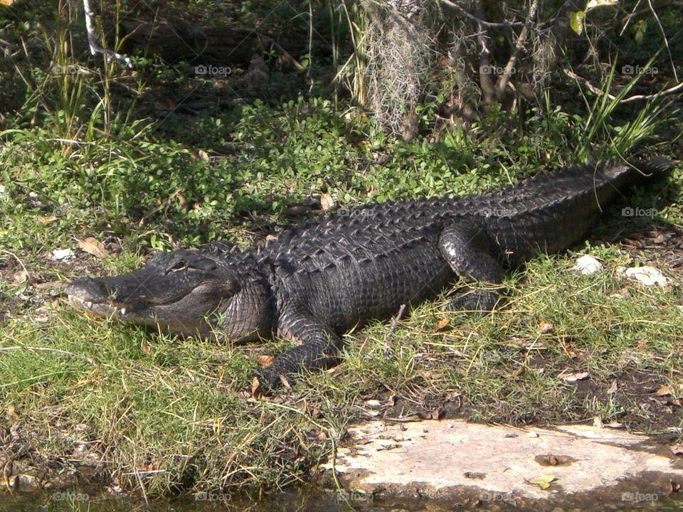 Smiling Crocodile Logo - Foap.com: Smiling alligator. Alligator resting by the water with a ...