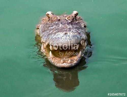 Smiling Crocodile Logo - Crocodile head protruding from the water. Portrait of a smiling ...