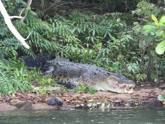 Smiling Crocodile Logo - Smiling Croc..! - Picture of Lagoon Herbal Garden, Koggala - TripAdvisor