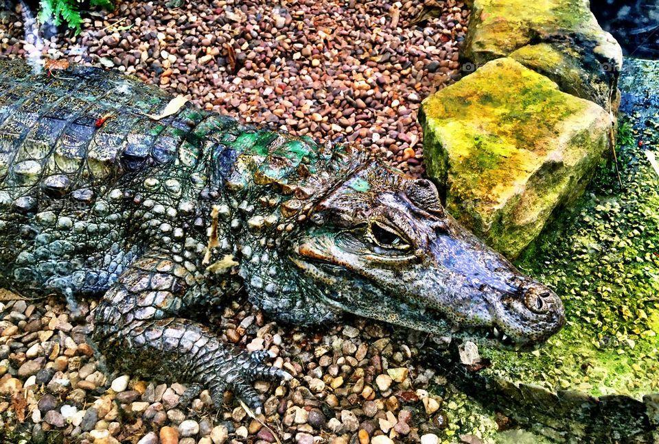 Smiling Crocodile Logo - Foap.com: Smiling Crocodile stock photo by binkyboo