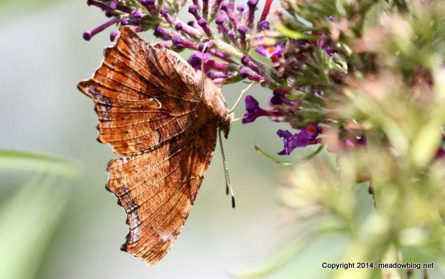 Upside Down Comma Logo - Upside-down Comma | The Meadowlands Nature Blog