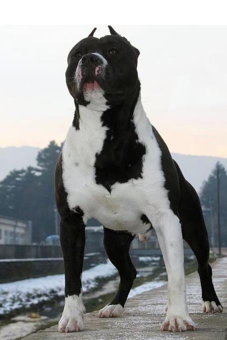 Pitbull Black and White Logo - Black White Pitbull Love Your Dog? Visit our website NOW!. Love me