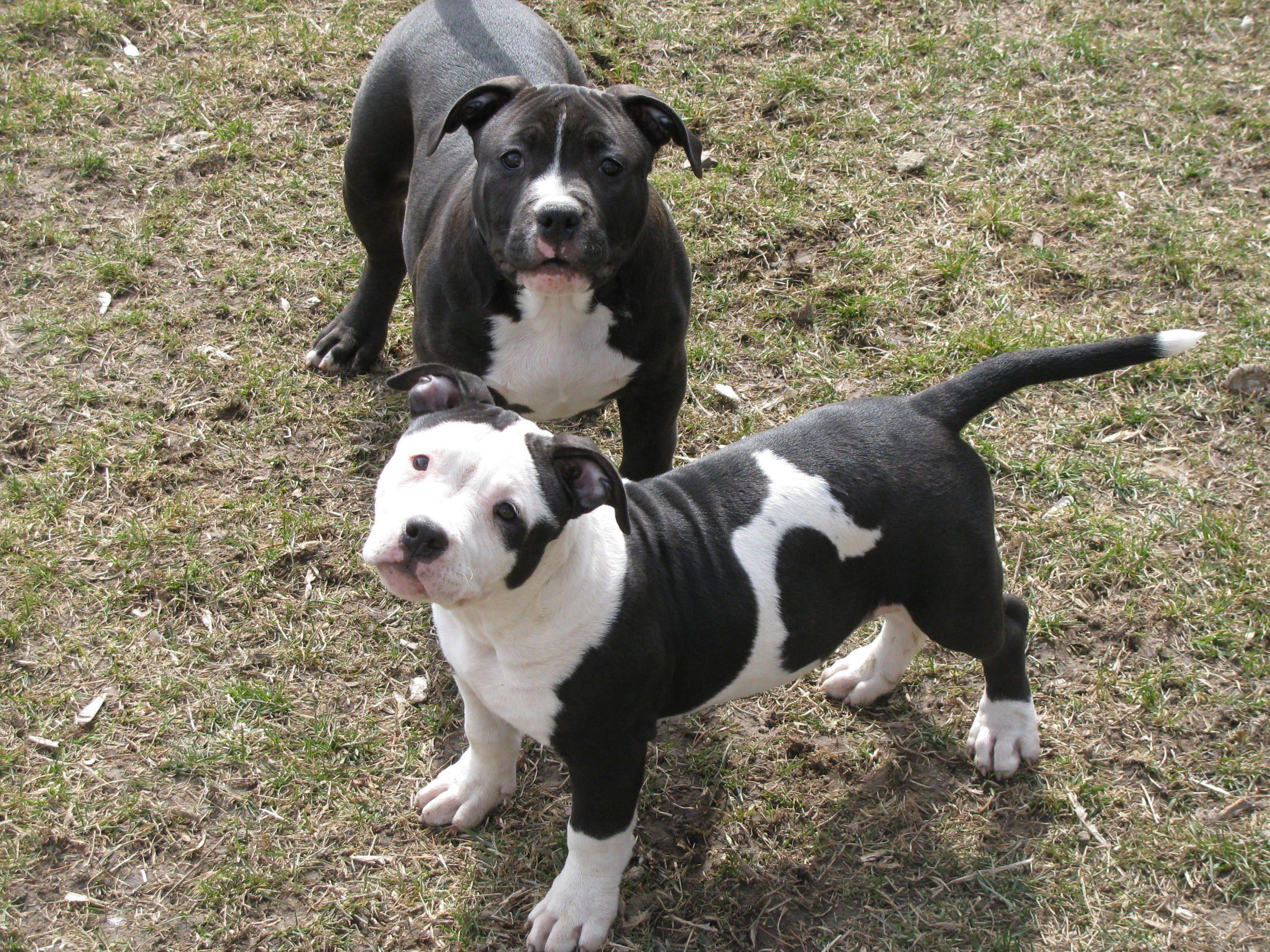 Pitbull Black and White Logo - pics of pitbull puppies. Bully Style pitbull puppies. pit
