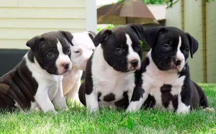 Pitbull Black and White Logo - photos of black and white pitbulls. Black And White American