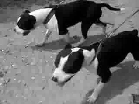 Pitbull Black and White Logo - Pitbulls doing daily Training. ○○ black & white ○○