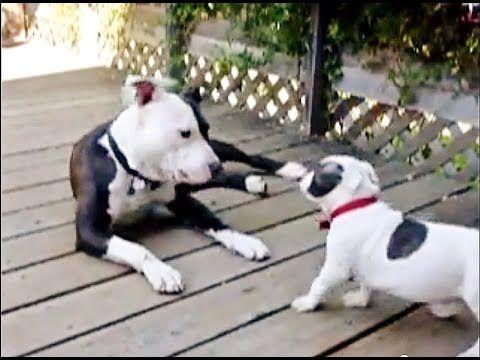 Pitbull Black and White Logo - American Pitbull Terrier - Black and White - YouTube