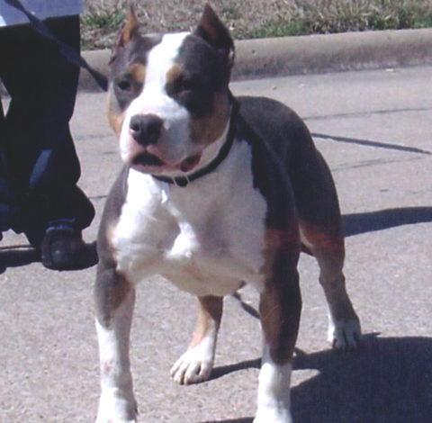 Pitbull Black and White Logo - American Pit Bull Terrier Color Chart Dog Breeders Assoc
